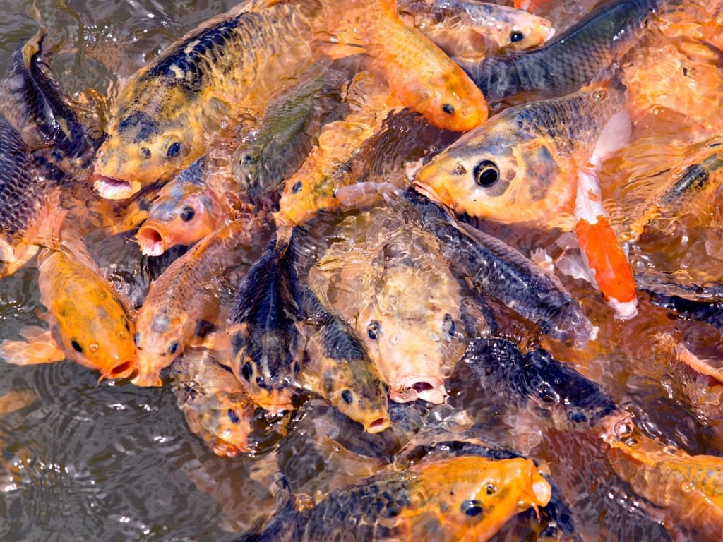 Pool Safety Inspections Tallebudgera Valley