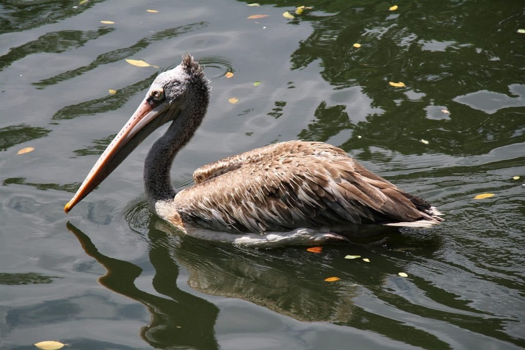 Pool Safety Inspections Tin Can Bay